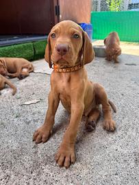 Cucciolata Vizsla nata il 1° maggio 2026