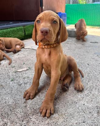 Cucciolata Vizsla nata il 1° maggio 2026