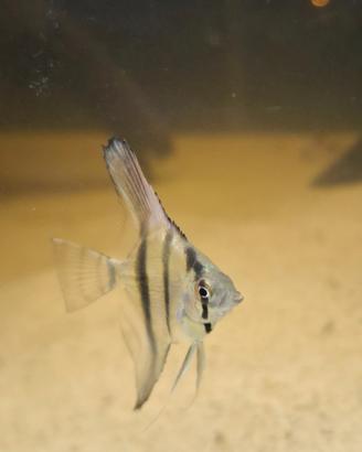 Altum Dantume f1