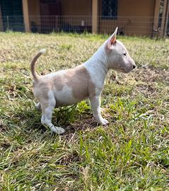 Bull terrier miniature femmina