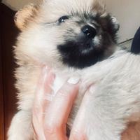 Cucciola di volpino italiano