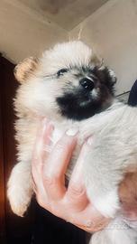 Cucciola di volpino italiano