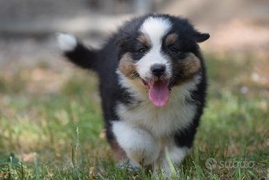 Australian Shepherd cucciola