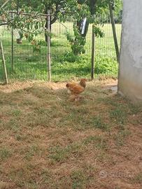 Galli Brahma