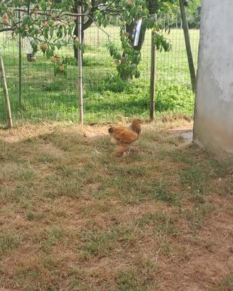 Galli Brahma