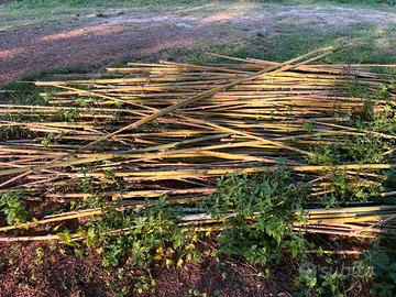 canne di bamboo
