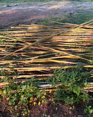 canne di bamboo