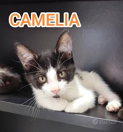 Gattina in adozione