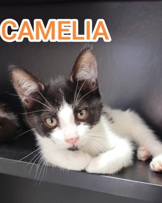 Gattina in adozione