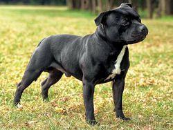 Staffordshire bull terrier