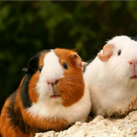 Porcellini d'India/ Caviette peruviane