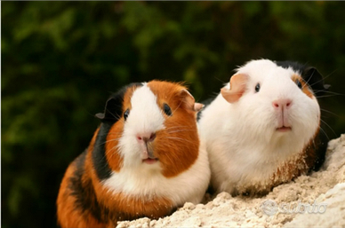 Porcellini d'India/ Caviette peruviane