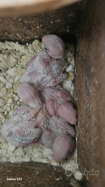 Inseparabili da inbecco