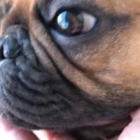 Cuccioli bulldog francese