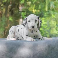 Cucciolo di Dalmata subito disponibile