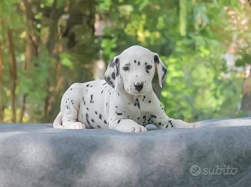 Cucciolo di Dalmata subito disponibile