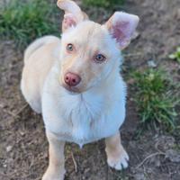 Iris, cucciola 3 mesi e mezzo taglia medio piccola