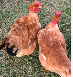 Galline collo nudo