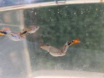 pesci guppy mix acquario