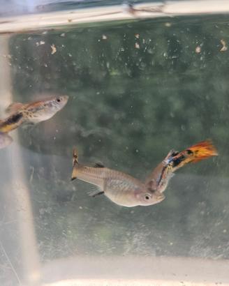 pesci guppy mix acquario