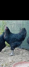 Australorp femmine 5 mesi e mezzo