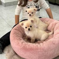 Cuccioli di chihuahua
