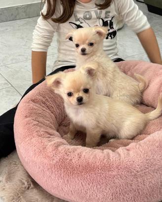 Cuccioli di chihuahua