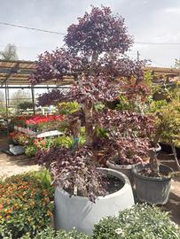 Bonsai Loropetalum 