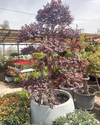 Bonsai Loropetalum 