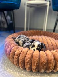 Chihuahua toy mini merle