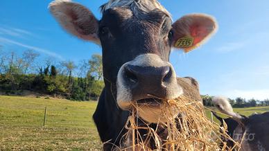 Mucca e Vitello per Fattoria Didattica