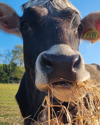 Mucca e Vitello per Fattoria Didattica