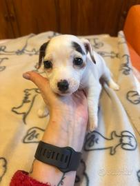 Femmina jack russell terrier