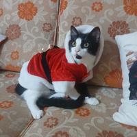 Gattino 7 mesi leonardo