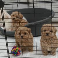 Cuccioli maltipoo