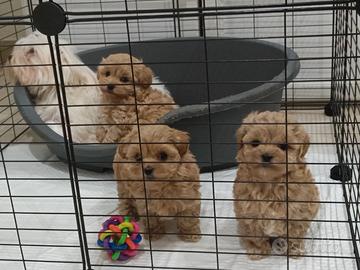 Cuccioli maltipoo