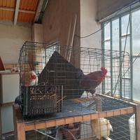Gallo marans
