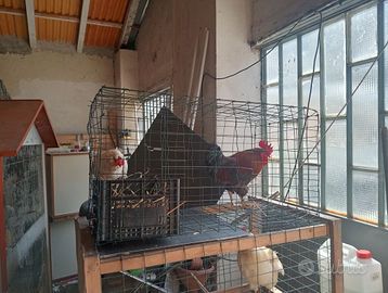 Gallo marans