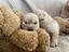 Immagine 1