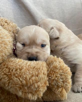 Cuccioli di Labrador retriever con Pedigree Enci