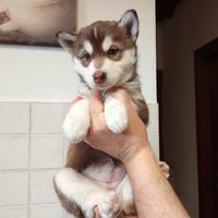 Cuccioli husky occhi blu