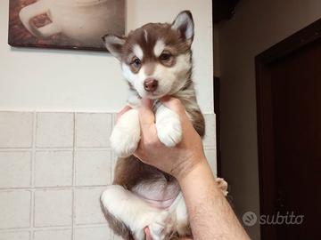 Cuccioli husky occhi blu