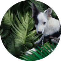 BORDER COLLIE cucciolo maschera bicolore LEGGERE