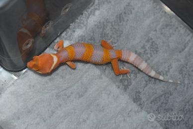 Gechi leopardini baby