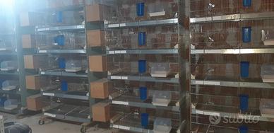 Gabbie da cova da 120