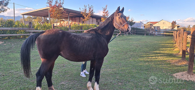 Cavallo sella italiana maschio