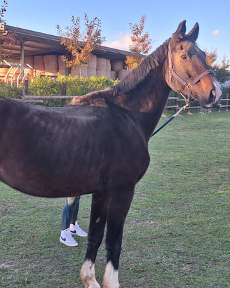 Cavallo sella italiana maschio