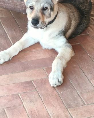 Cuccioli cane lupo cecoslovacco