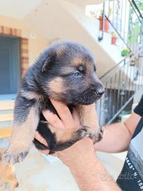 Cuccioli di pastore tedesco