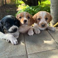 Cuccioli Espagneul Breton di media taglia